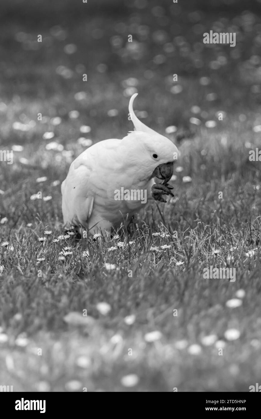 Ritratto di un Cockatoo selvatico in bianco e nero Foto Stock