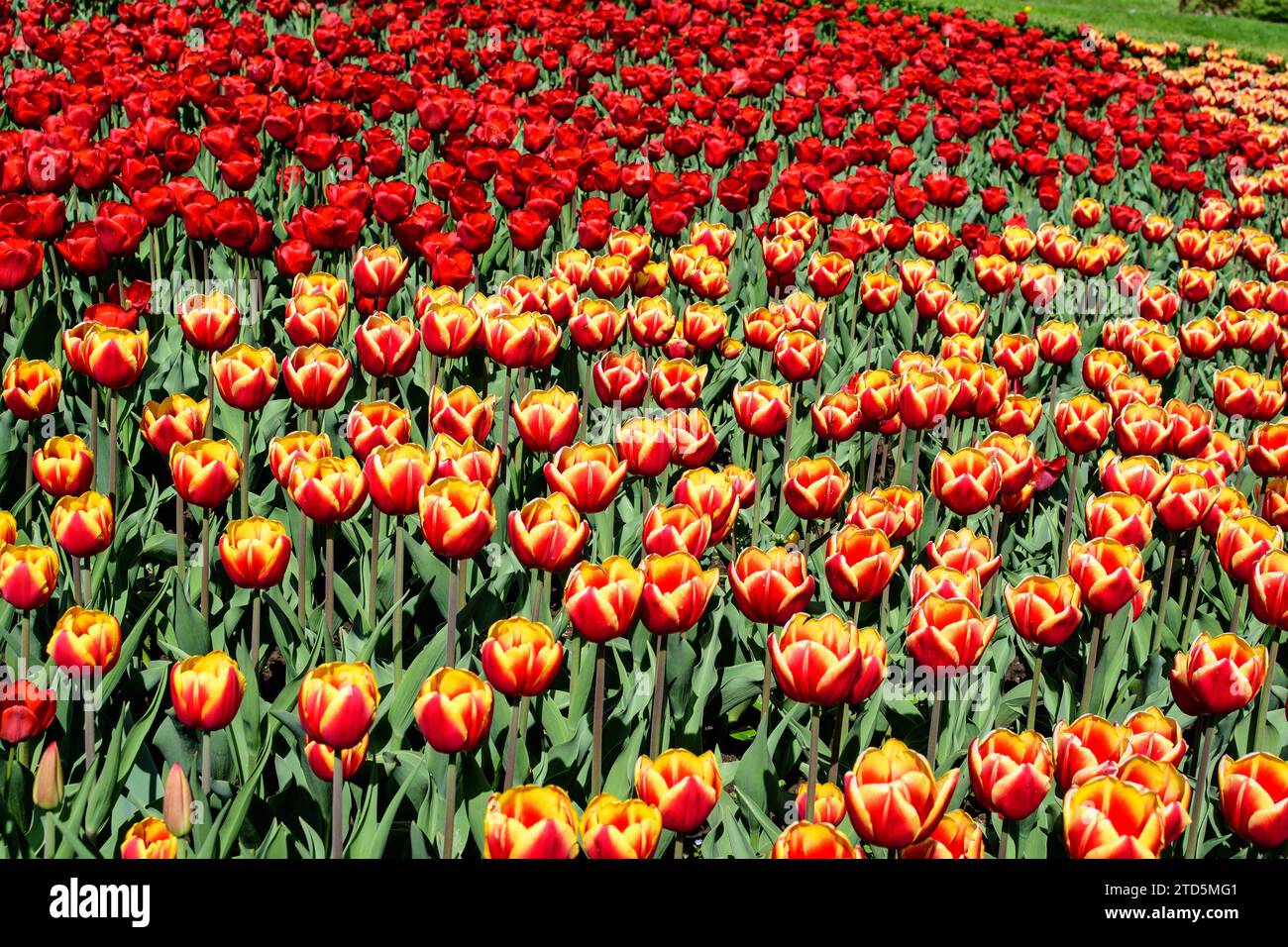 Molti delicati tulipani rossi e gialli vividi in piena fioritura in un giardino di primavera soleggiato, bello sfondo floreale all'aperto fotografato con messa a fuoco morbida Foto Stock