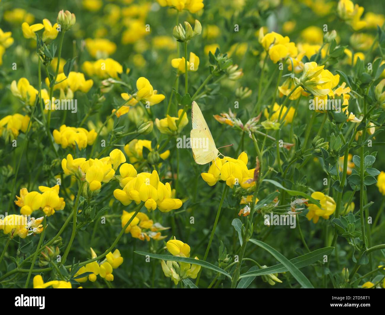 Farfalla gialla appollaiata sul Trefoil Bird's Foot Foto Stock