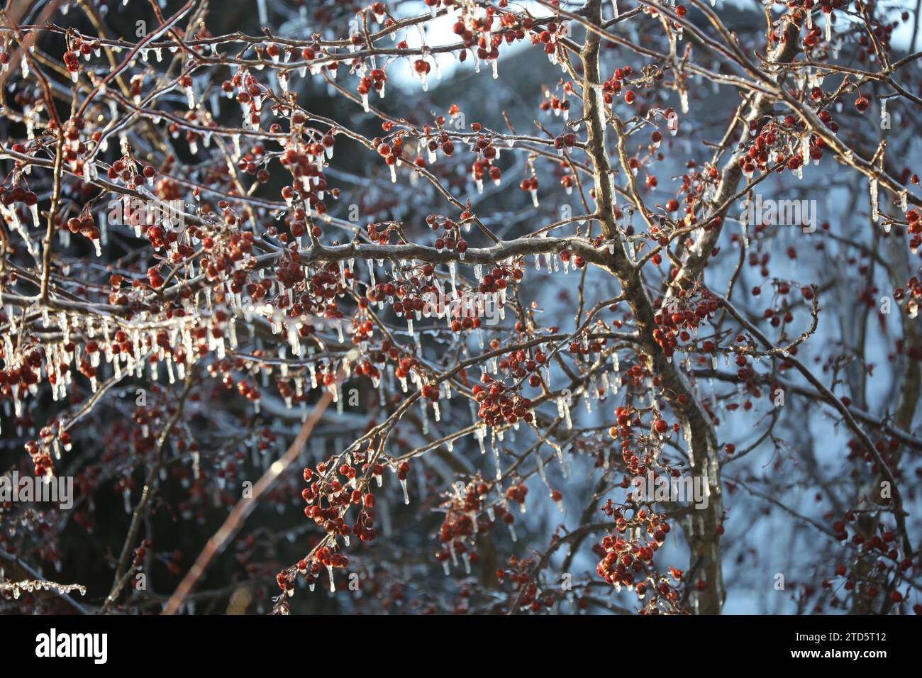 Bacche rosse su un albero di Crabapple Prairie Fire racchiuso nel ghiaccio con i ghiacci che si abbassano dopo una tempesta di ghiaccio nel Wisconsin, Stati Uniti Foto Stock