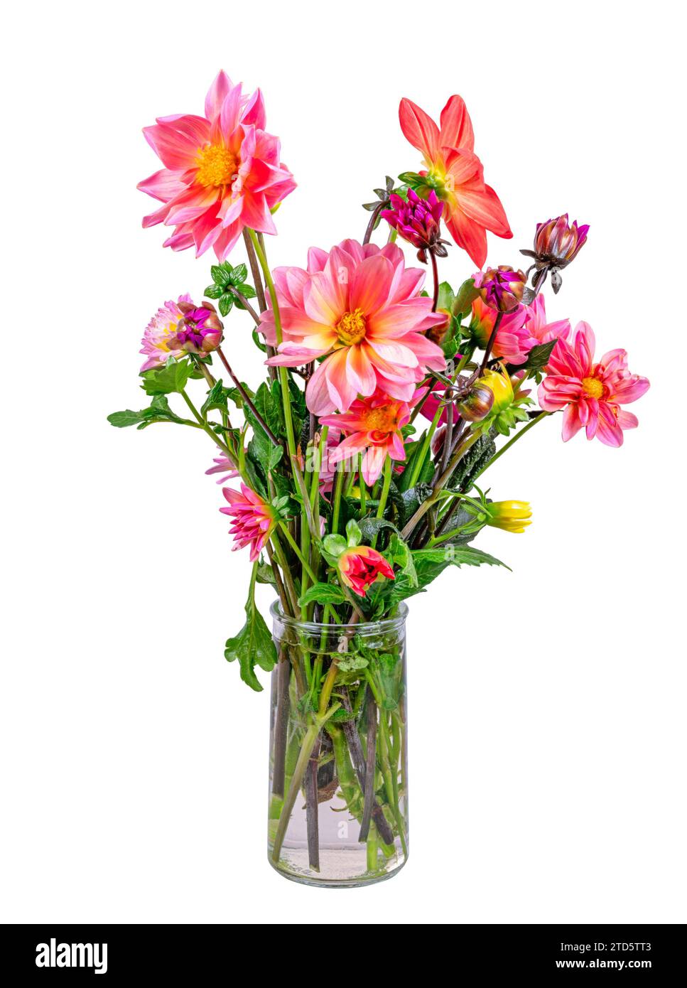 Primo piano di una disposizione isolata del fiore dahlia in un vaso di vetro Foto Stock