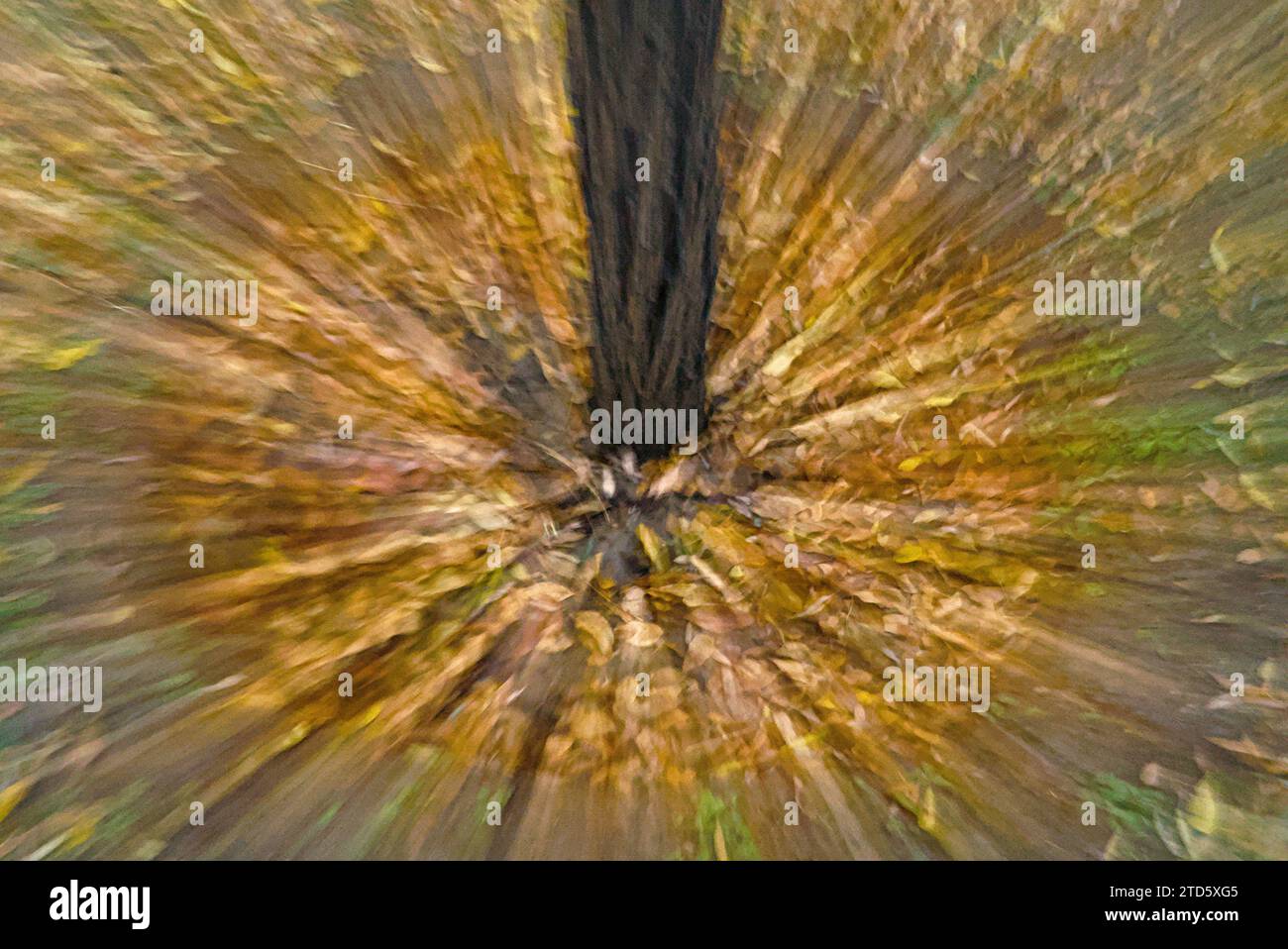 L'astratto degli alberi autunnali creato dal movimento intenzionale della fotocamera. Foto Stock