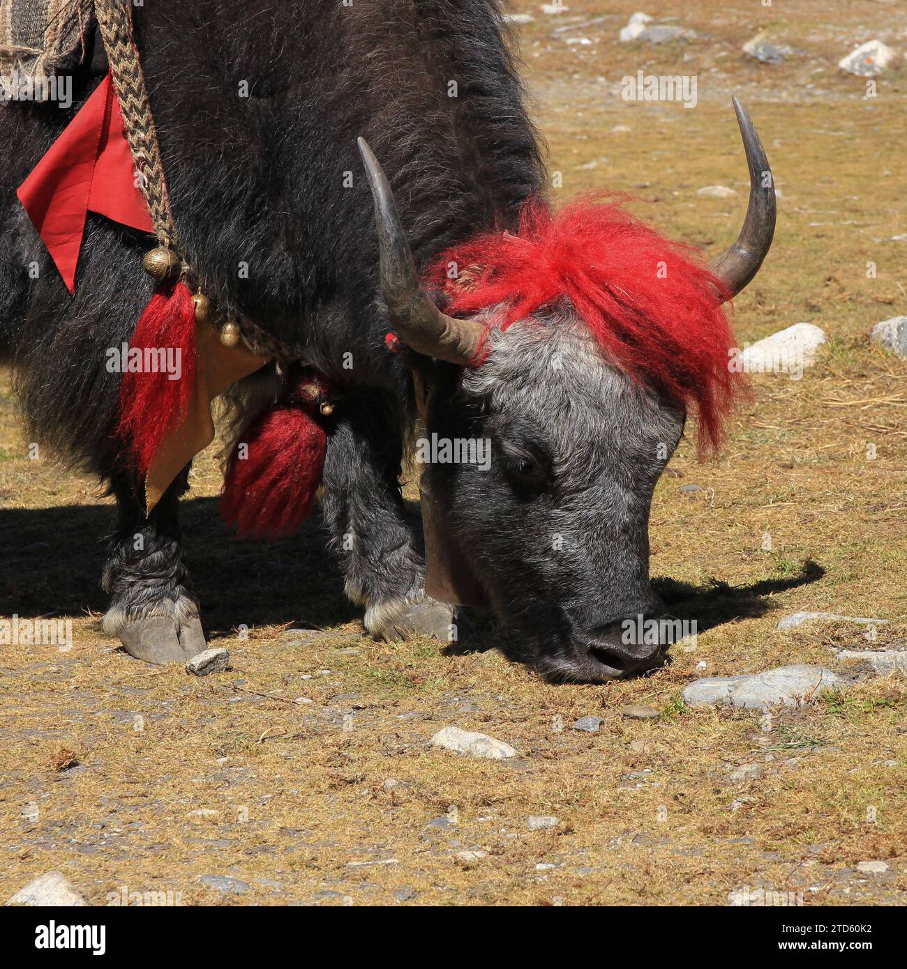 Capo di uno yak al pascolo a Gokyo, Nepal. Foto Stock