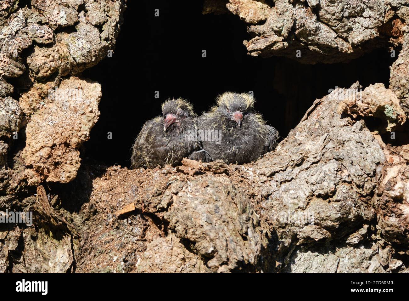 due piccioni piccoli nel nido nel buco dell'albero che guardano fuori Foto Stock