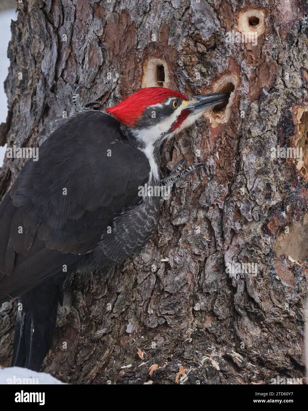 Picchio pileato (Dryocopus pileatus), colpo alla testa alla ricerca di cibo nel buco dell'albero Foto Stock