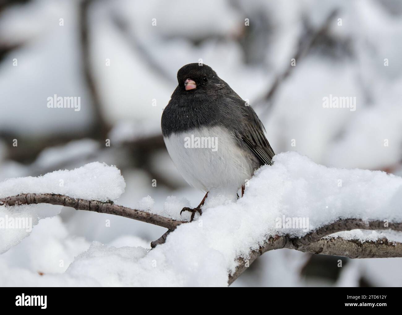 Junco dagli occhi scuri color ardesia, Junco hyemalis seduto su un ramo innevato che guarda la fotocamera Foto Stock