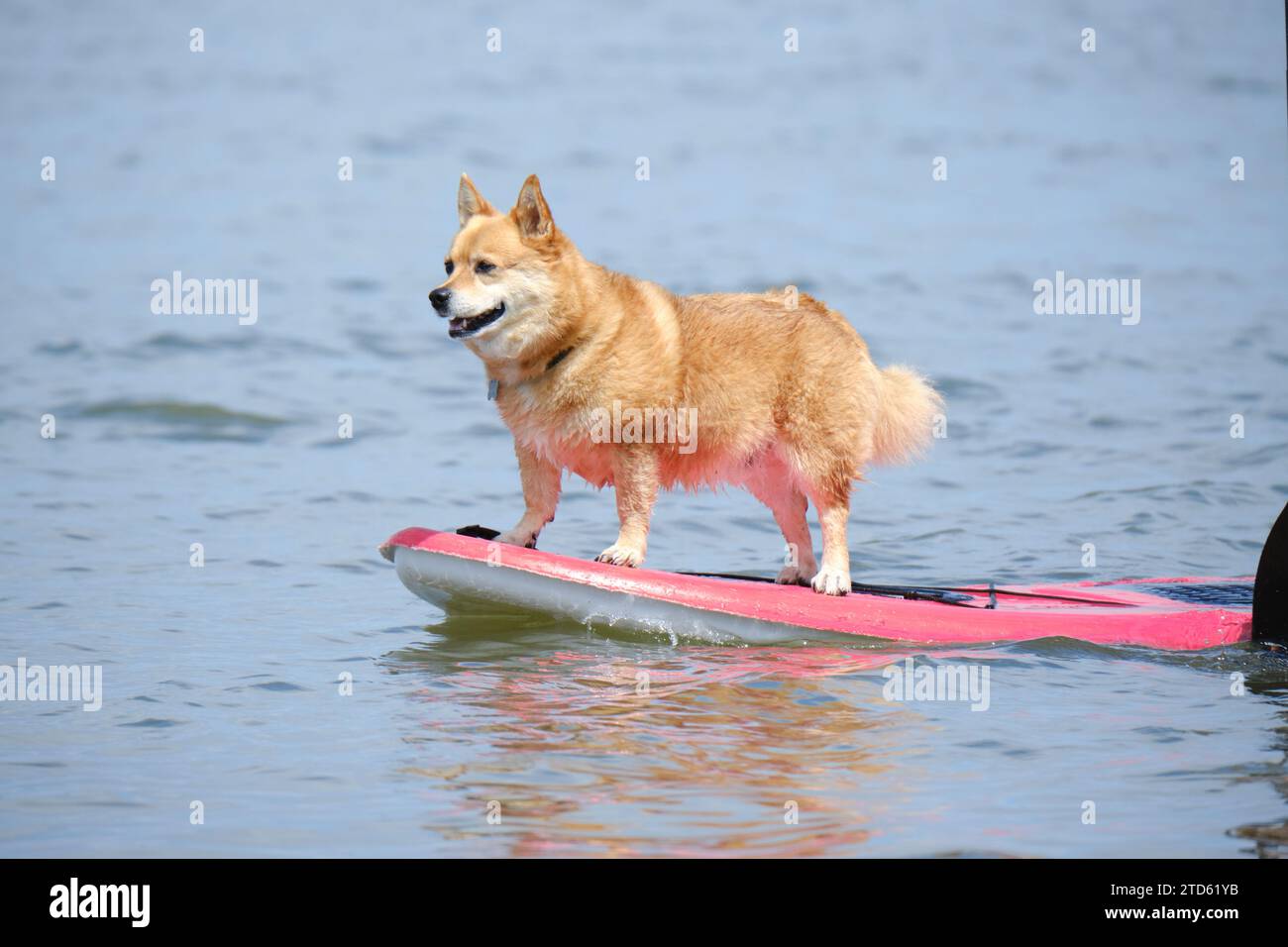 cane in piedi sul paddleboard in acqua Foto Stock