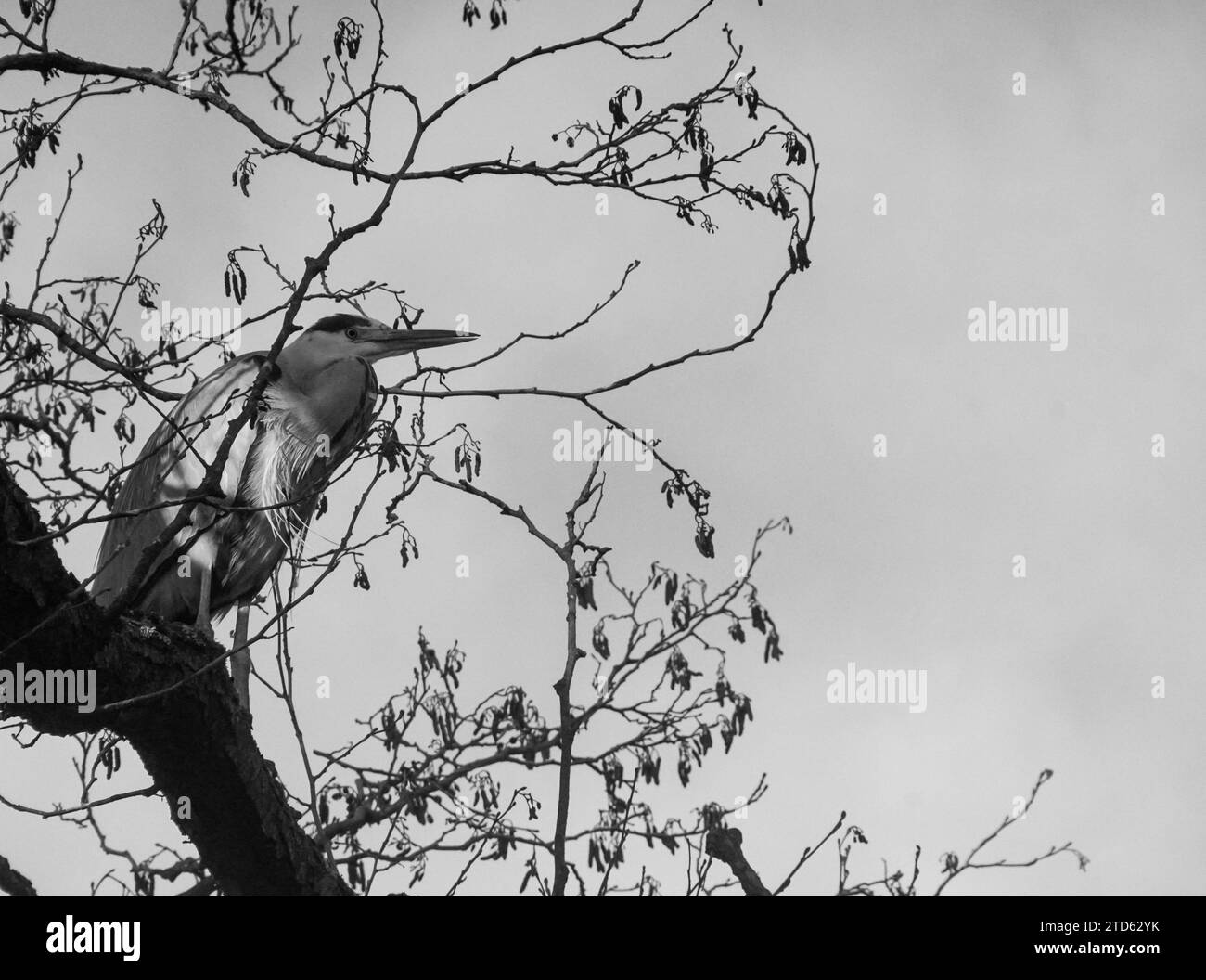 Vista dall'angolo basso dell'uccello che si aggirano sull'albero contro il cielo Foto Stock