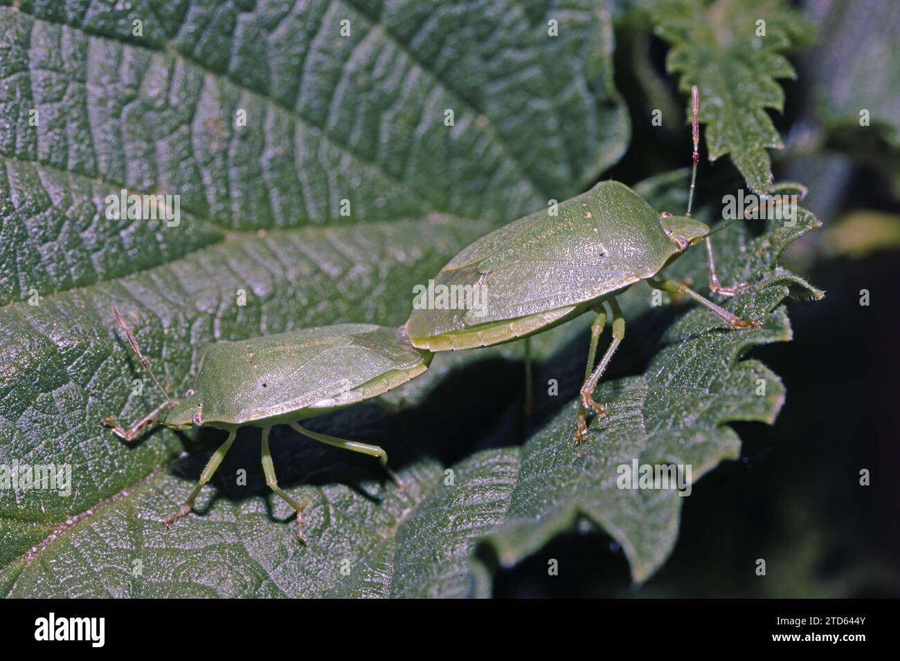 Cimici di scudo verde in accoppiamento su una foglia, Palomena prasina, Pentatomidae Foto Stock