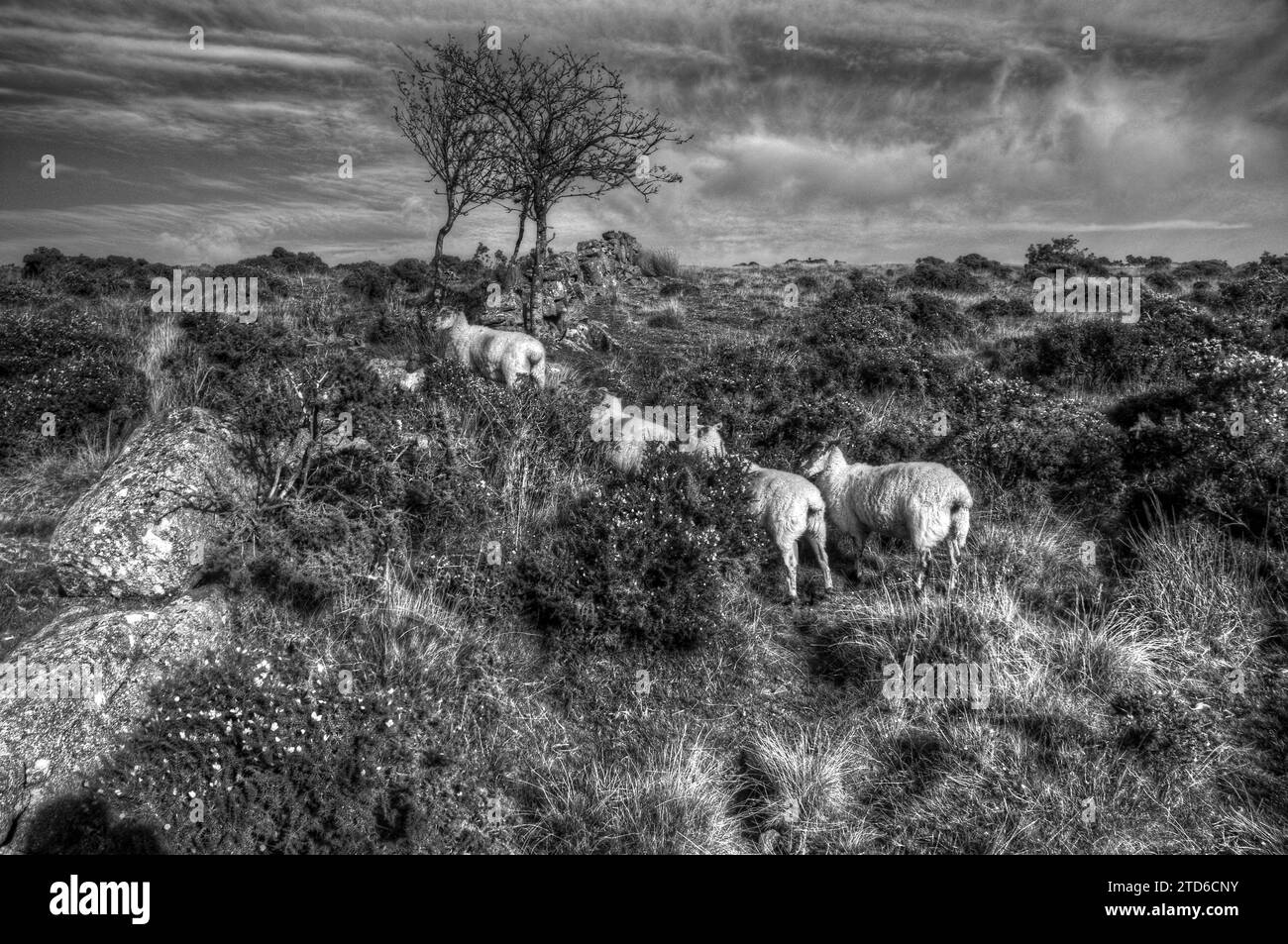 Quattro pecore su Wistman's Wood, Dartmoor, Devon. REGNO UNITO. Fotografia in bianco e nero. Foto Stock