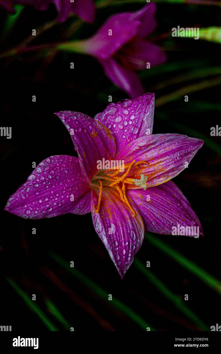 Nell'incantevole abbraccio mattutino di Arusha, Tanzania, un delicato giglio rosa emerge come simbolo della grazia della natura. I petali, baciati da un dolce raindr Foto Stock