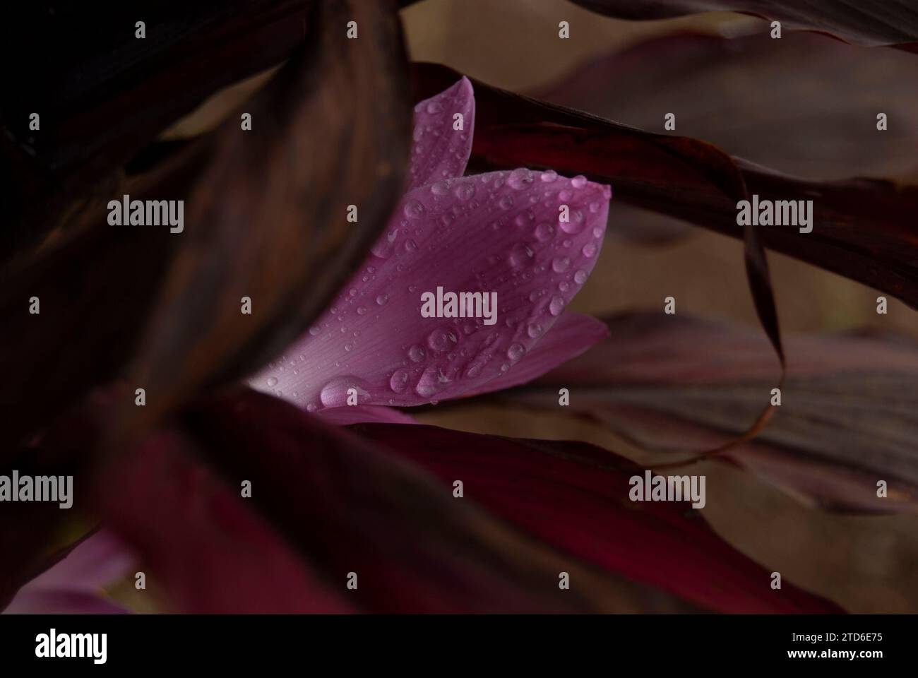 Nell'incantevole abbraccio mattutino di Arusha, Tanzania, un delicato giglio rosa emerge come simbolo della grazia della natura. I petali, baciati da un dolce raindr Foto Stock