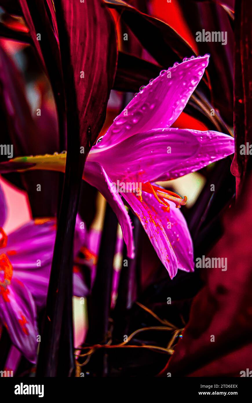 Nell'incantevole abbraccio mattutino di Arusha, Tanzania, un delicato giglio rosa emerge come simbolo della grazia della natura. I petali, baciati da un dolce raindr Foto Stock