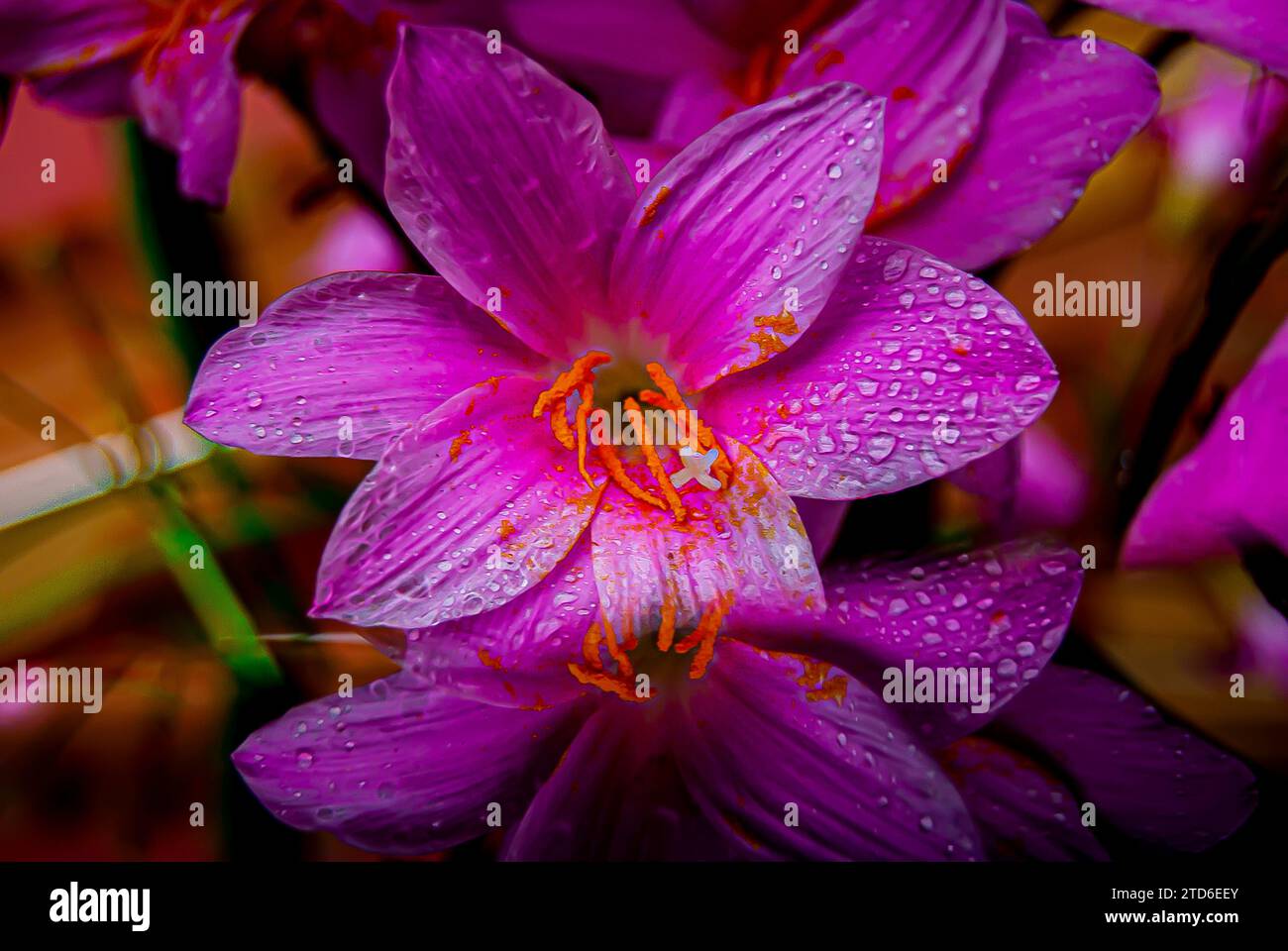 Nell'incantevole abbraccio mattutino di Arusha, Tanzania, un delicato giglio rosa emerge come simbolo della grazia della natura. I petali, baciati da un dolce raindr Foto Stock