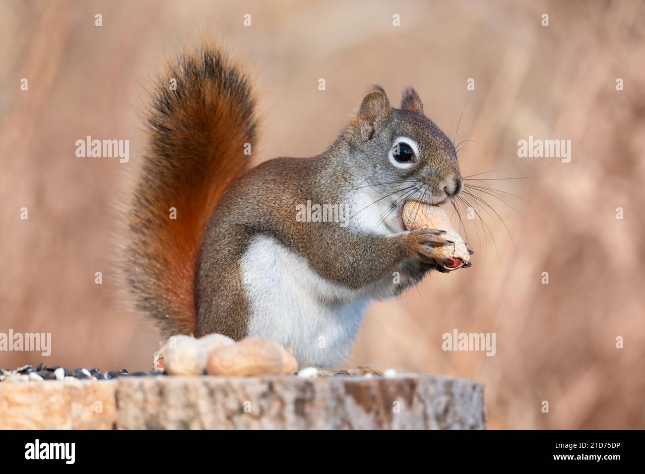 Uno scoiattolo rosso americano mangia un'arachide su un ceppo dove la gente aveva lasciato prelibatezze per la fauna selvatica presso la Lynde Shores Conservation area, Whitby, ON. Foto Stock
