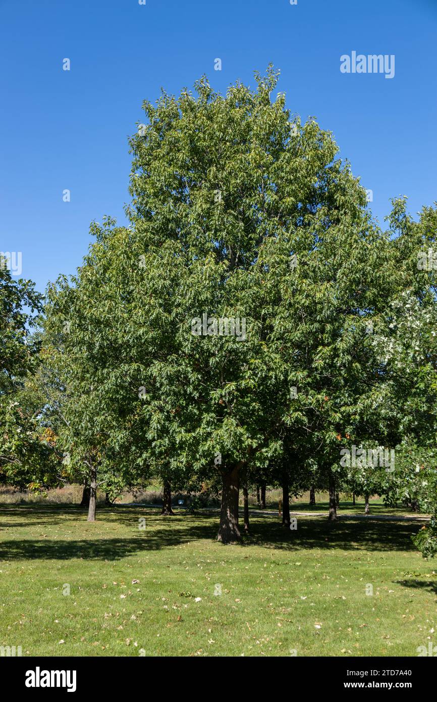 Sfondo con struttura a cornice completa di un albero di quercia rossa settentrionale (quercus rubra) in una giornata di sole Foto Stock