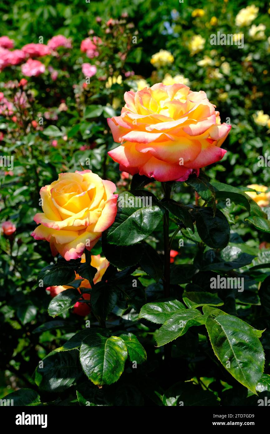 Vienna Austria - Giardino delle rose - Giardino del popolo - fioritura del cespuglio di fiori di rosa Foto Stock