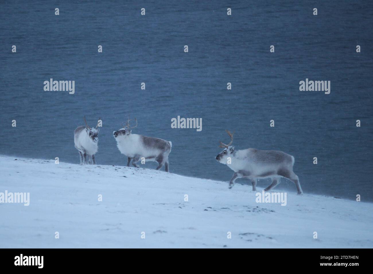 ARCHIVIATO - 23 febbraio 2023, Norvegia, Longyearbyen: Renne Spitsbergen (Rangifer tarandus platyrhynchus, nome inglese renna delle Svalbard) in piedi sulla neve vicino Longyearbyen sul fiordo di ghiaccio. Gli animali, che si trovano esclusivamente nell'arcipelago delle Svalbard, sono una sottospecie di renne. Le renne sono i compagni preferiti di Babbo Natale per consegnare i regali. Tuttavia, esiste ora una minaccia di problemi per i pastori di renne, poiché il cambiamento climatico sta causando problemi anche ai pastori di renne, secondo uno studio della Norwegian University of Science and Technology (NTNU) di Trondheim. Da un lato, io Foto Stock