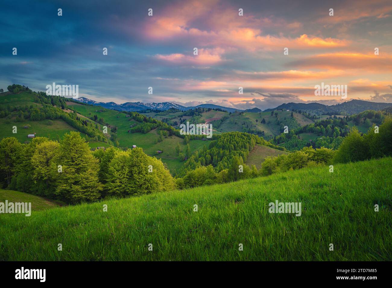 Pittoresco paesaggio di campagna con campi verdi vividi e una fresca foresta verde sulle pendici al tramonto, Moieciu de Sus, Romania, Europa Foto Stock