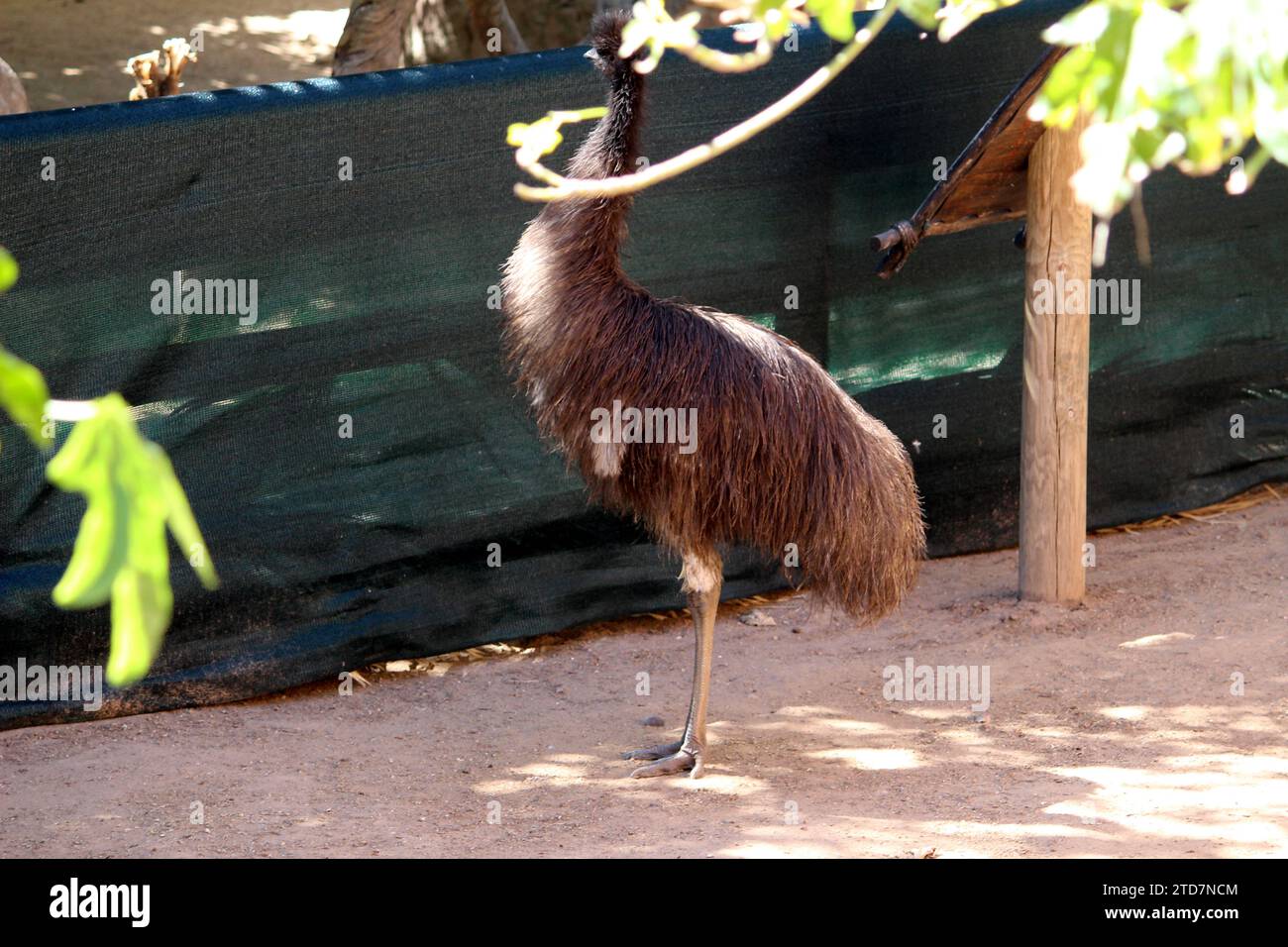 Emus (Dromaius novaehollandiae) in uno zoo che si gode il sole : (pix Sanjiv Shukla) Foto Stock