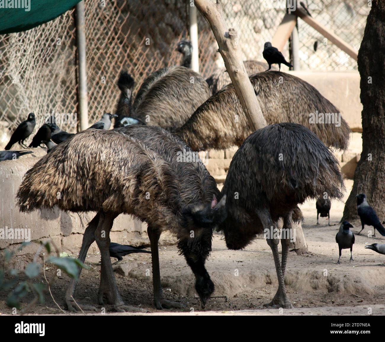 Emus (Dromaius novaehollandiae) in uno zoo che si gode il sole : (pix Sanjiv Shukla) Foto Stock