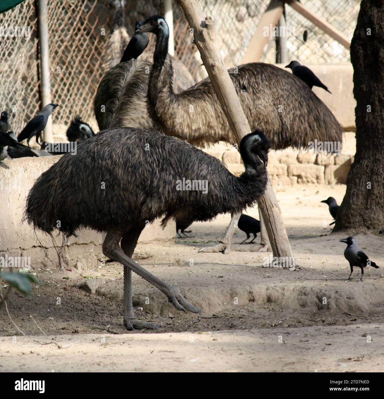 Emus (Dromaius novaehollandiae) in uno zoo che si gode il sole : (pix Sanjiv Shukla) Foto Stock