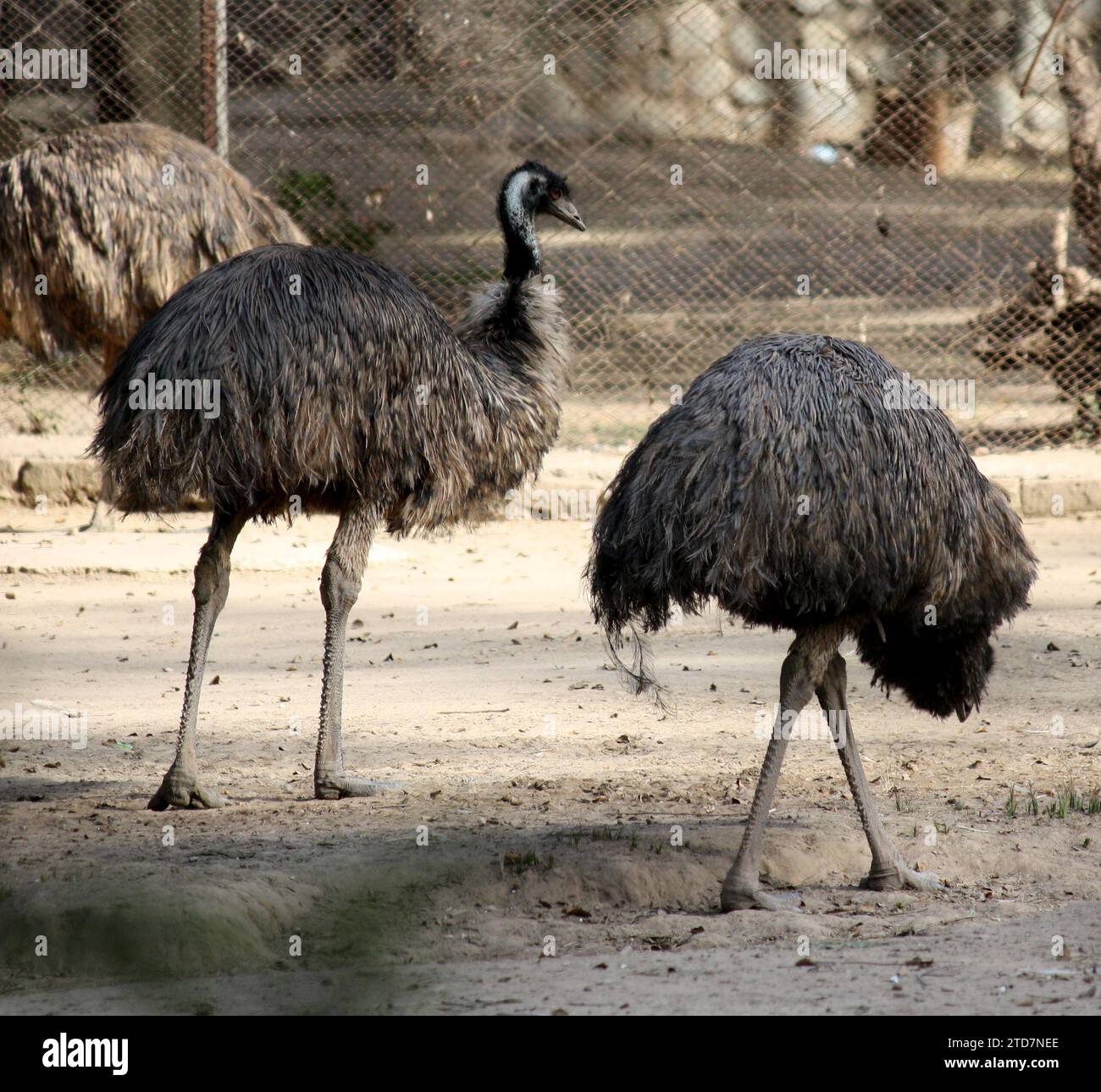 Emus (Dromaius novaehollandiae) in uno zoo che si gode il sole : (pix Sanjiv Shukla) Foto Stock