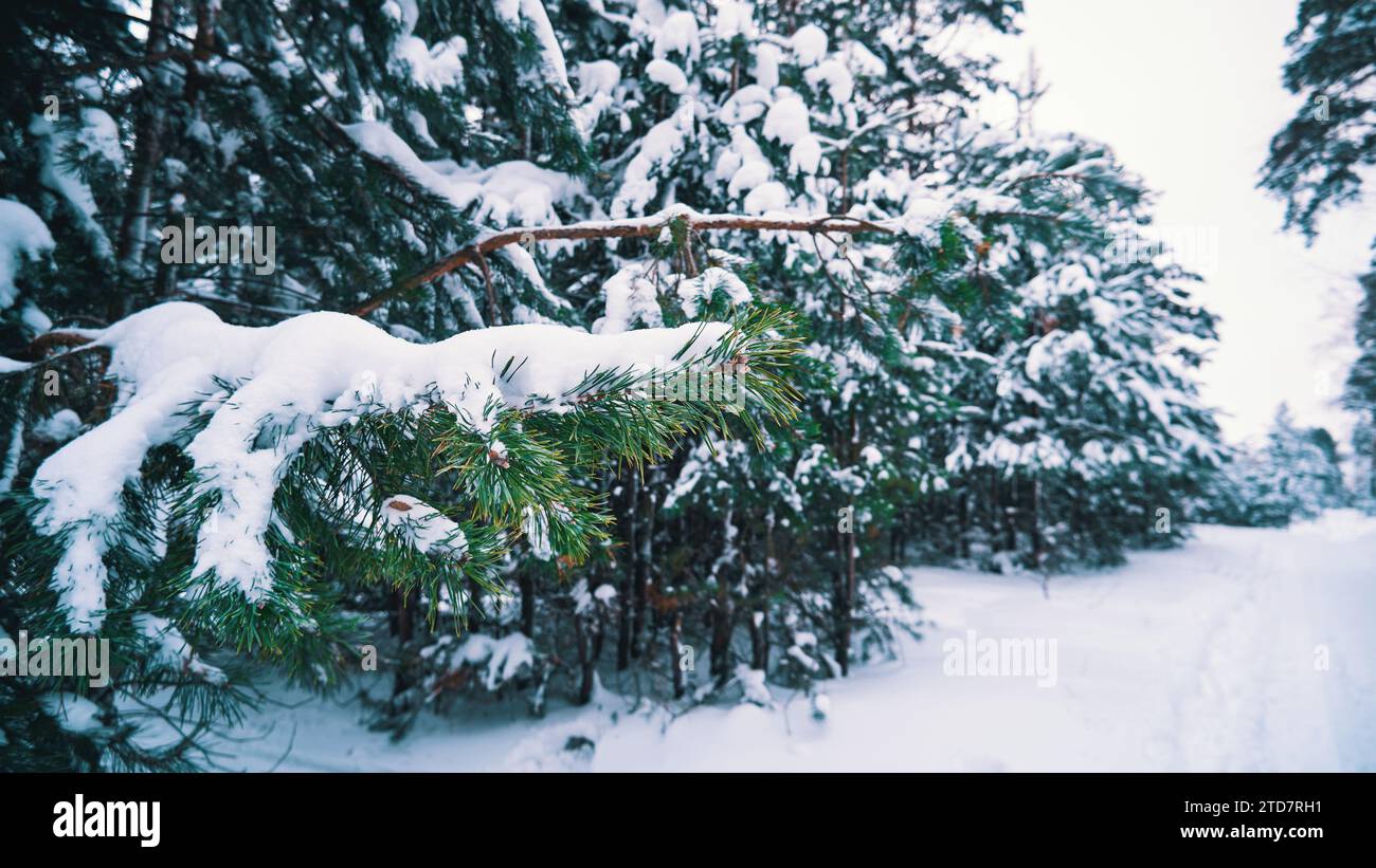 Rami di pino ricoperti di neve nella foresta invernale. Paesaggio invernale Foto Stock