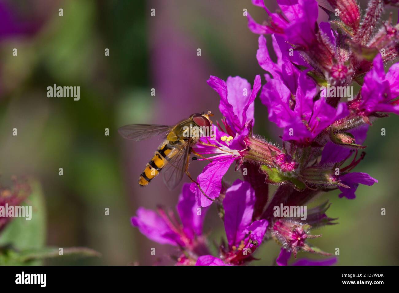 Hoverfly (syrphus ribesii) nctaring on Purple Loosestrife, Regno Unito Foto Stock