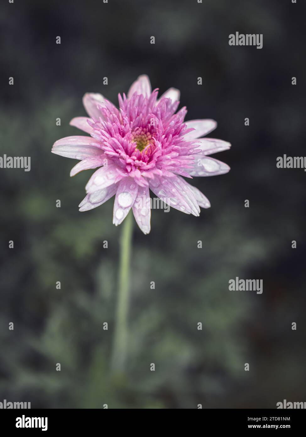 Un fiore rosa di astice cinese che cresce in un giardino dopo la pioggia mostrando dettagli di petali con gocce d'acqua su uno sfondo sfocato di verde scuro Foto Stock