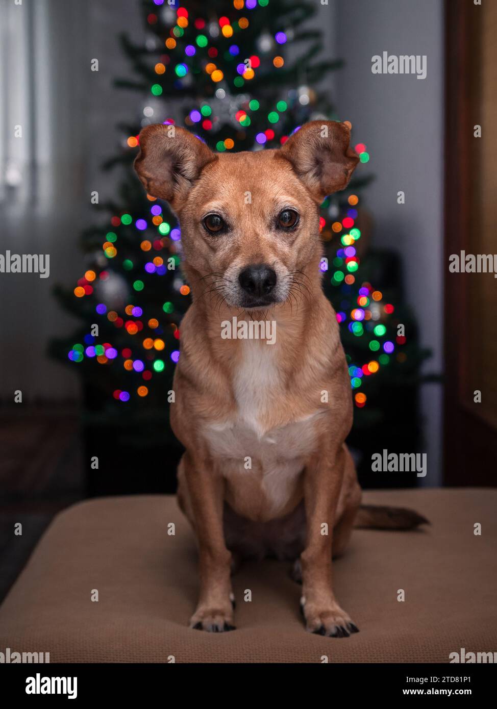 Simpatico cane di razza mista che posa su un divano con l'albero di Natale e luci colorate sfocate delle fate sullo sfondo Foto Stock