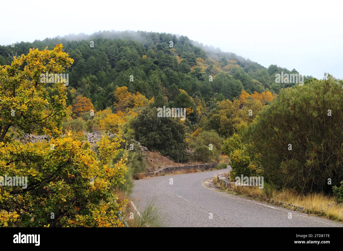 Strada di montagna attraverso la foresta mista autunnale nel Parco dell'Etna, Sicilia, Italia Foto Stock