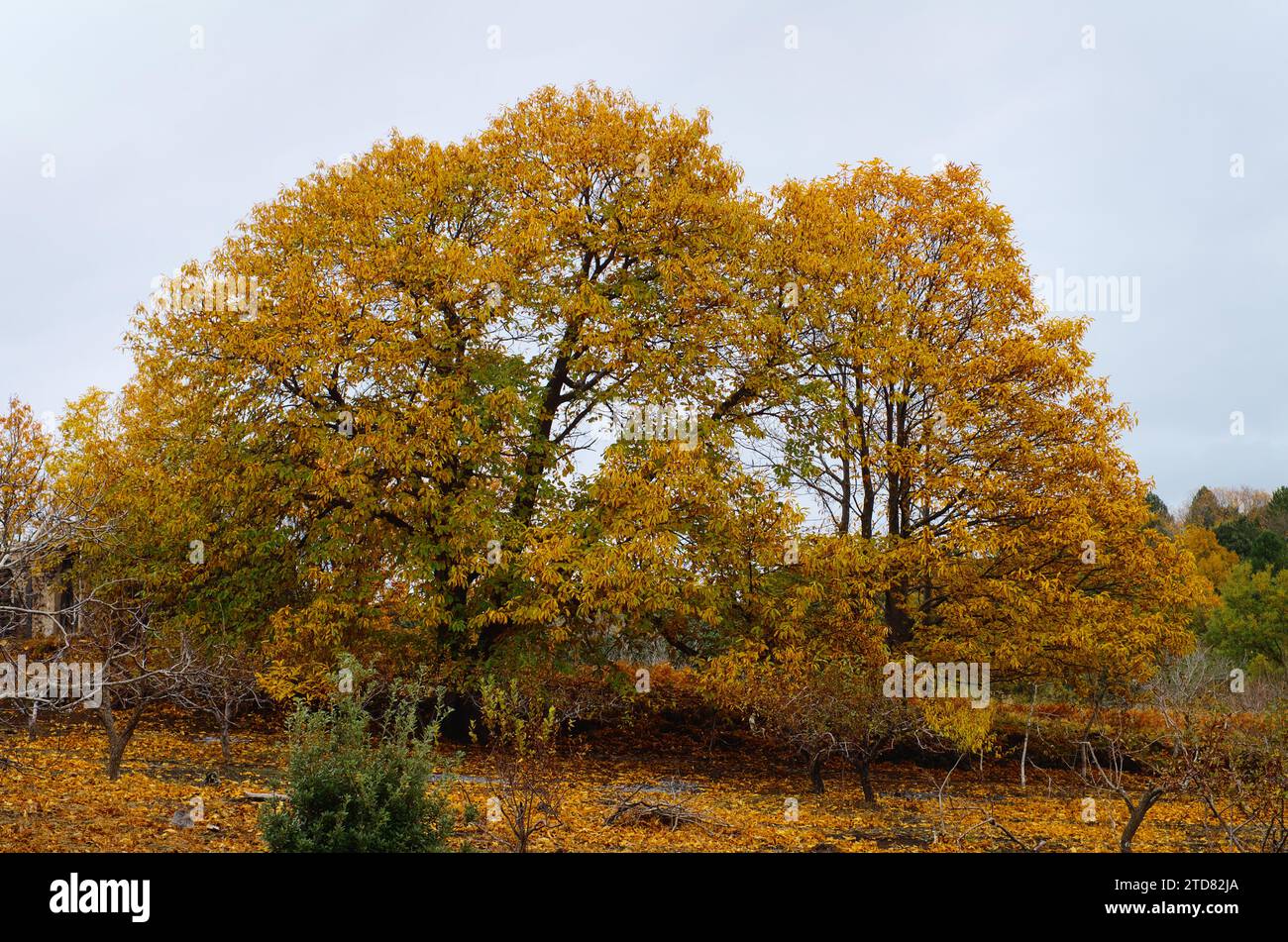 Castagni autunnali nella zona rurale del Parco dell'Etna, Sicilia, Italia Foto Stock