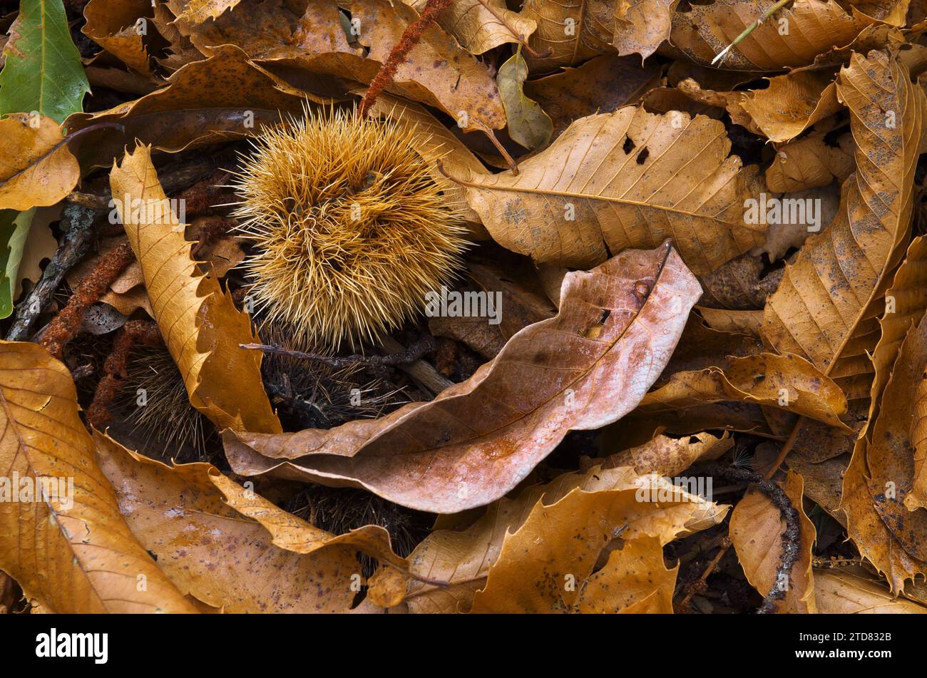 Foglie autunnali e riccio di castagno chiuso nei boschi autunnali del Parco dell'Etna, Sicilia, Italia Foto Stock