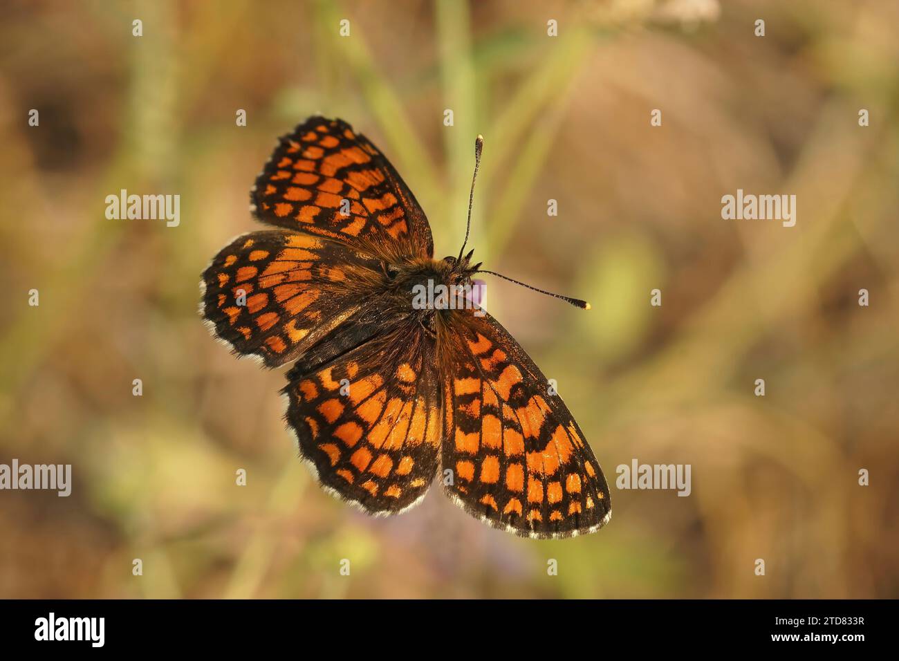 Primo piano dettagliato su una farfalla Fritillary di Southern Heath, Melitaea celadussa, con ali sparse in un prato Foto Stock