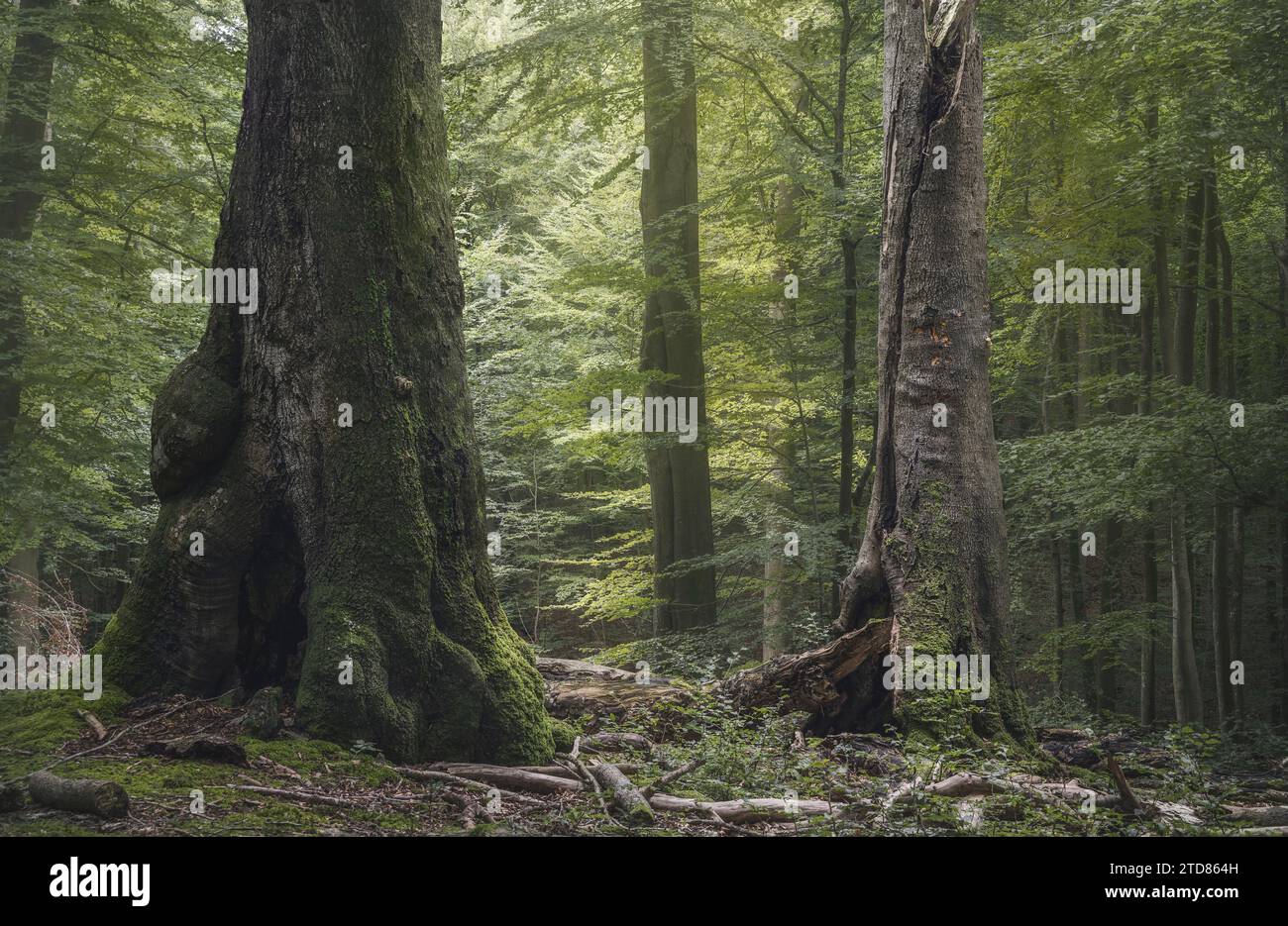 Tranquillo bosco forestale con foglie verdi e alberi di vecchia crescita, Grasten Forest, Danimarca Foto Stock