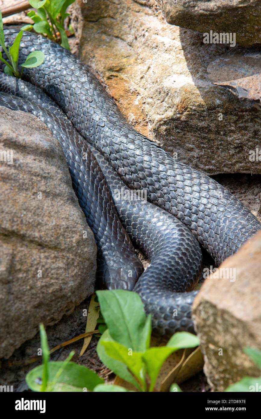 grande serpente velenoso che strizza tra le rocce Foto Stock