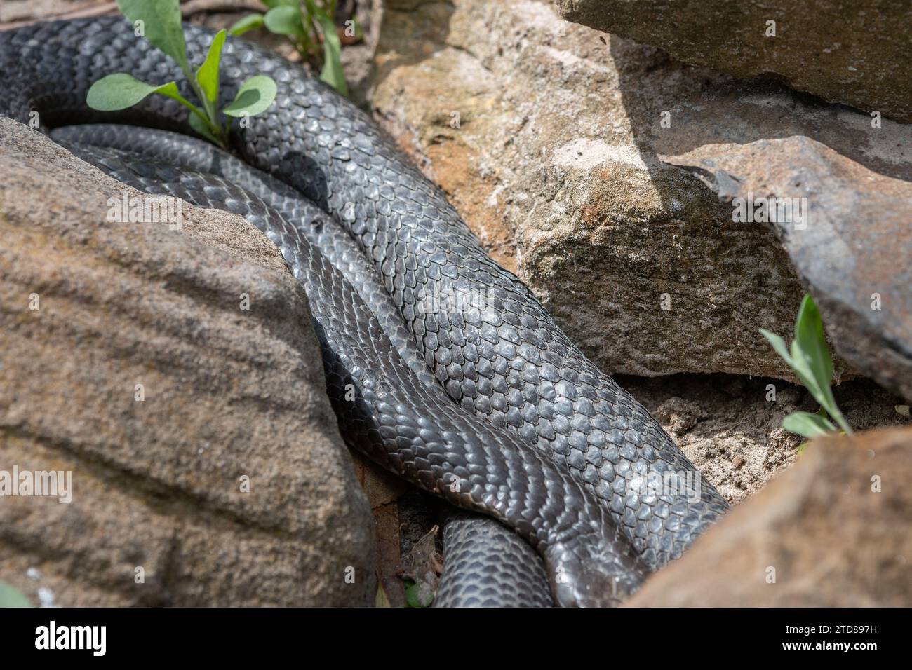 serpente velenoso che strisciava tra rocce Foto Stock