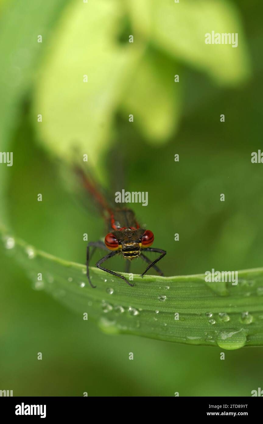 Colorato closeup verticale di una grande damselfly rossa, Phyrrosoma nymphula, seduto su erba con gocce d'acqua di rugiada in giardino Foto Stock