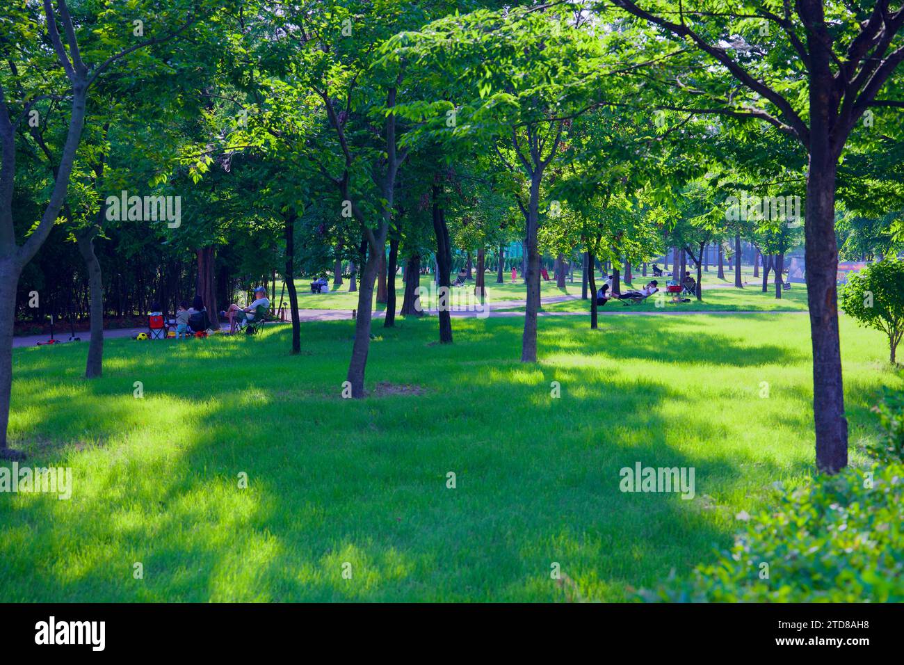 Seoul, Corea del Sud - 3 giugno 2023: Chi ama il parco si rilassa sotto una rete di alberi bassi sui prati verdi del Nanji Hangang Park, con le sue delizie Foto Stock