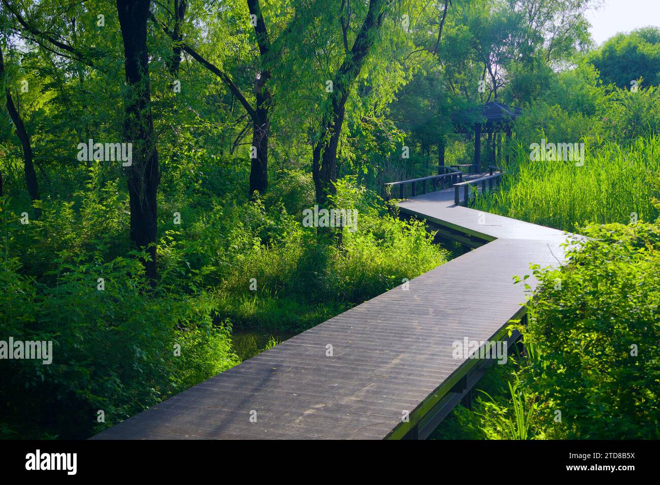 Seul, Corea del Sud - 3 giugno 2023: Un tortuoso passaggio pedonale in legno si snoda sulla palude del Nanji Ecological Wetland Garden, che conduce a un piccolo pavé Foto Stock