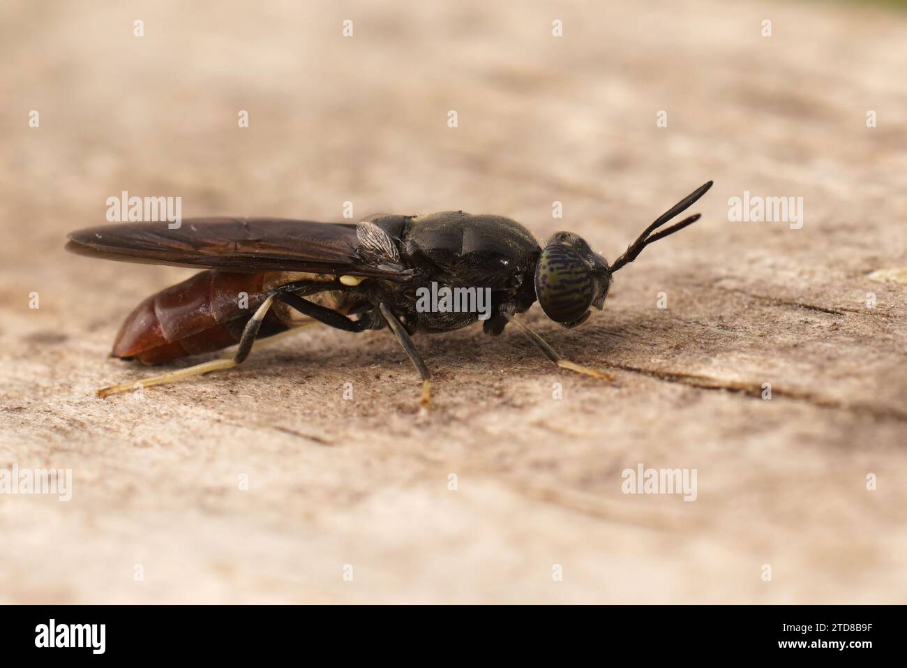 Primo piano dettagliato su una specie cosmopolita di diptera, la mosca del soldato nero, Hermetia illucens seduto sul legno Foto Stock
