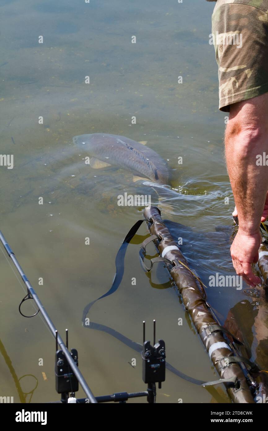 Common Carp, Cyprinus carpio, Swimming Away dopo essere stato rilasciato da Una culla da Un pescatore, Longham Lakes UK Foto Stock