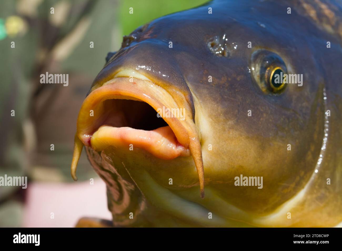 Vista ravvicinata frontale delle labbra, bocca rivolta a valle con Barbels of the Common Carp, Cyprinus carpio, Longham Lakes, Regno Unito Foto Stock