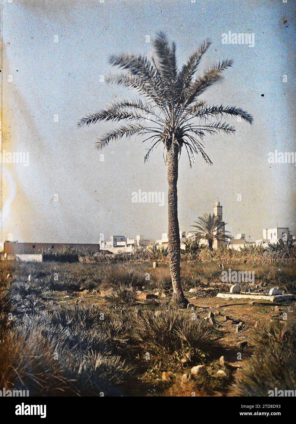 Casablanca, Marocco parte del cimitero musulmano, Habitat, architettura, religione, Tomba, cimitero, palme, Palmeraie, architettura funeraria, Islam, minareto, architettura religiosa, Marocco, Casablanca, cimitero musulmano, Casablanca, 01/12/1912 - 31/12/1912, Passet, Stéphane, fotografo, 1912-1913 - Maroc - Stéphane Passet - (dicembre-gennaio), Autochrome, Photo, Glass, Autochrome, foto, positivo, verticale, dimensioni 9 x 12 cm Foto Stock