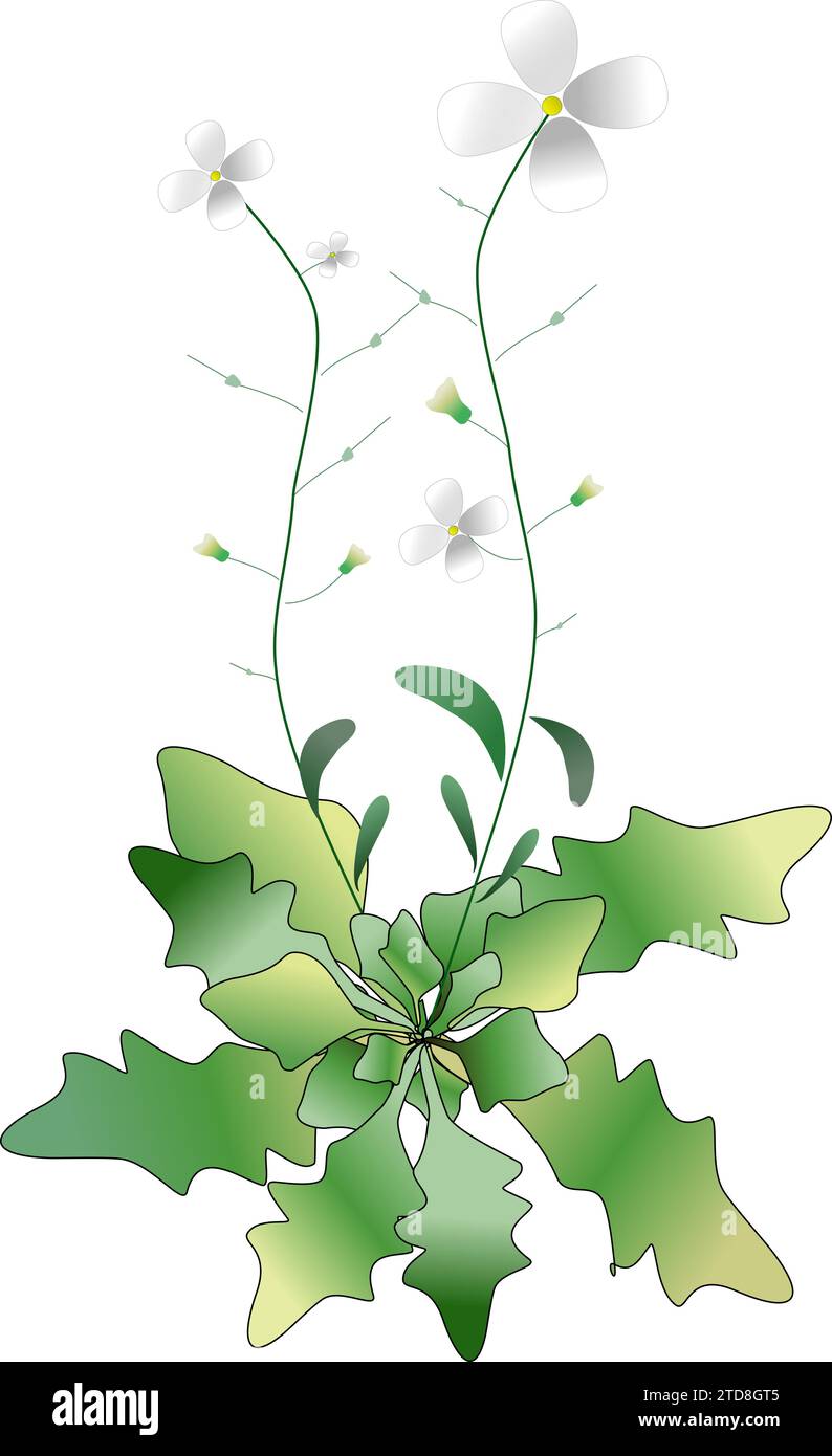 Arabidopsis lyrata pianta intera Illustrazione Vettoriale