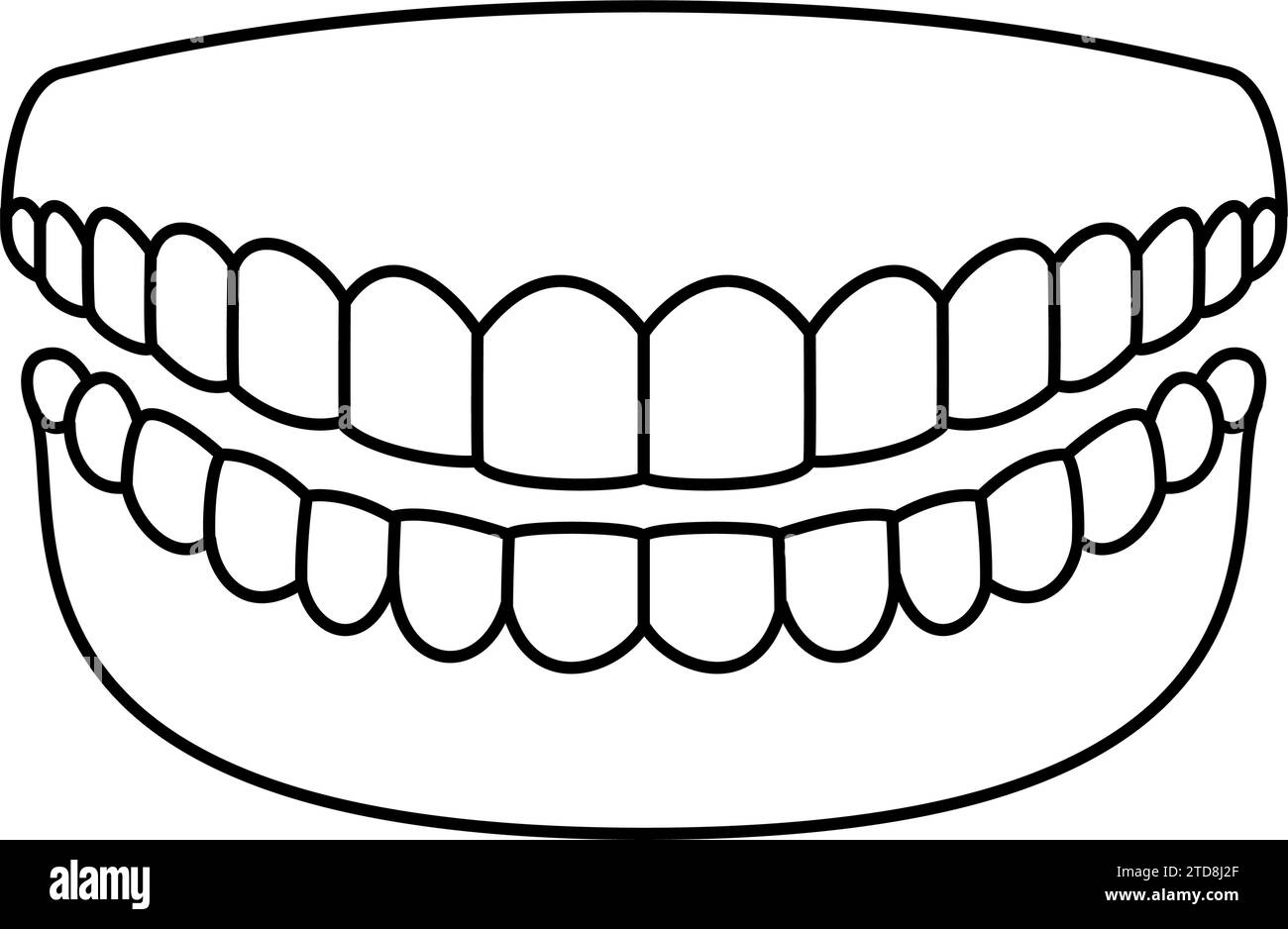 Odontoiatria, illustrazione di un'immagine di denti sani e puliti, 14 denti e gengive superiori e inferiori, illustrazione vettoriale Illustrazione Vettoriale
