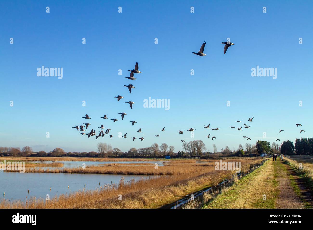 Oche del Brent che volano a bassa quota su paludi Foto Stock Oche del Brent che volano a bassa quota su paludi Foto Stock