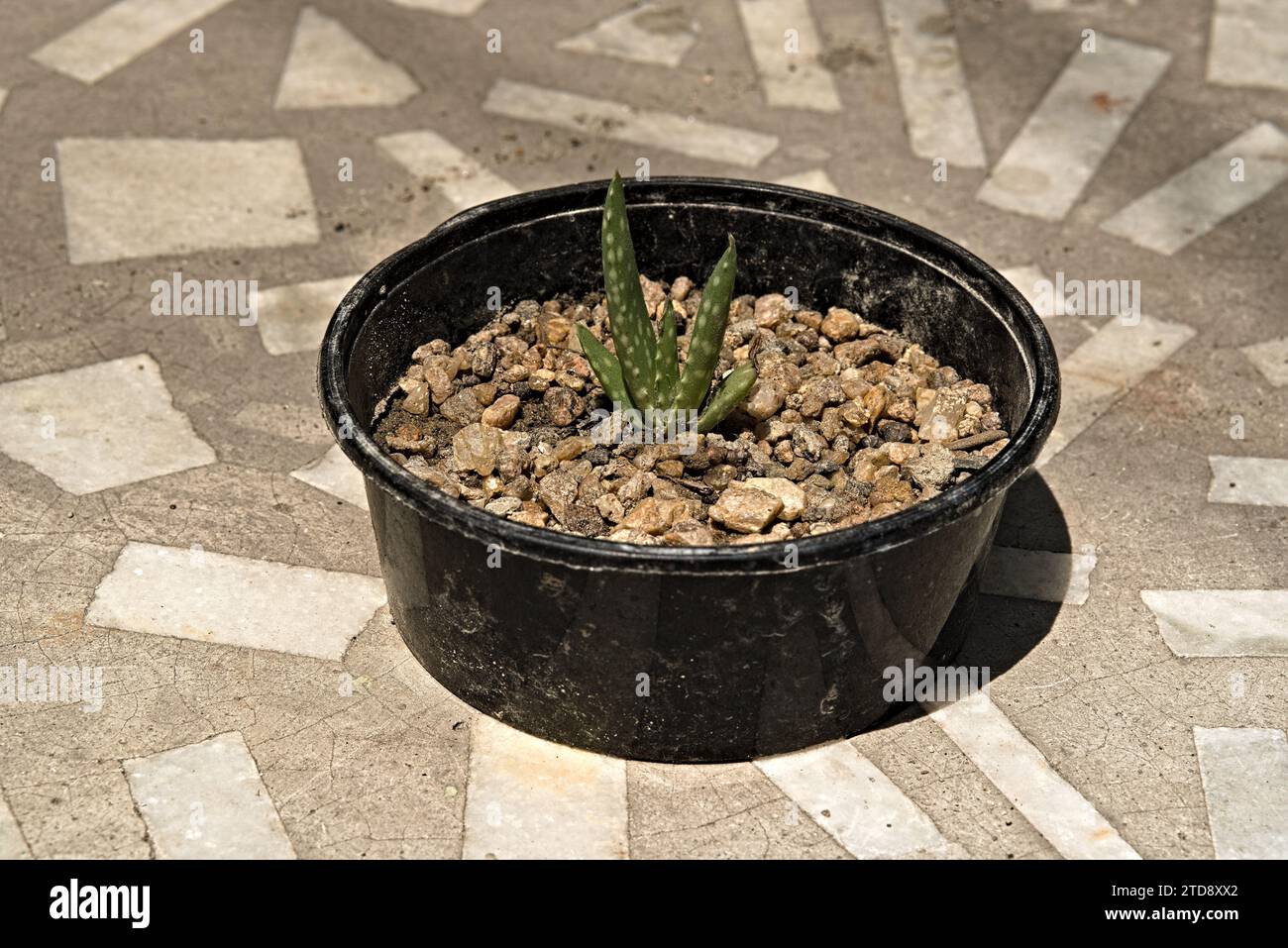 una piccola pianta di aloe vera che cresce in una ciotola di plastica nera Foto Stock