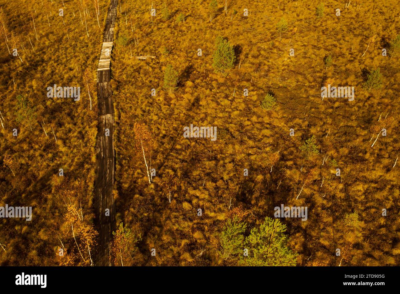 Vista aerea di una palude autunnale a Yelnya, Bielorussia, autunno. Ecosistemi problemi ecologici cambiamenti climatici. Foto Stock